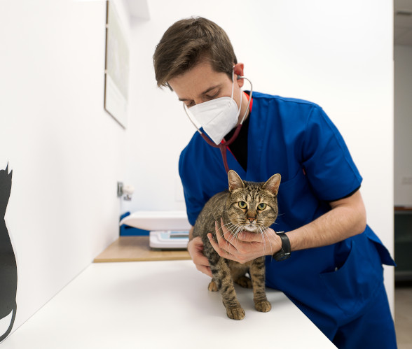 Imagen de Felipe Vázquez en la clínica veterinaria con un gato